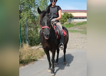 More ponies/small horses, Gelding, 8 years, 14 hh, Black