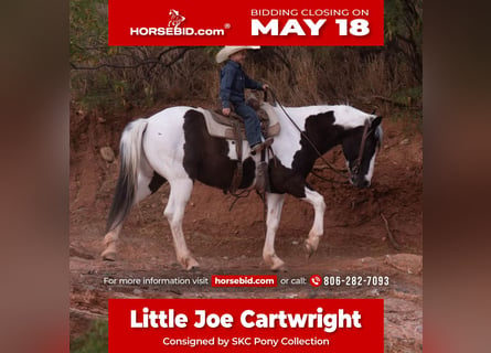 More ponies/small horses, Gelding, 8 years, 14 hh, Pinto
