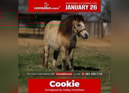 More ponies/small horses, Gelding, 8 years, 9.2 hh, Buckskin