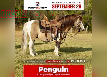 More ponies/small horses, Gelding, 9 years, 8 hh, Pinto