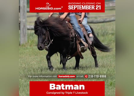 More ponies/small horses, Gelding, 9 years, 9 hh, Black