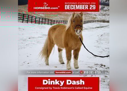 More ponies/small horses, Gelding, 9 years, 9,2 hh, Brown