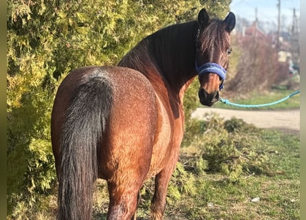 More ponies/small horses, Mare, 10 years, 13.1 hh, Roan-Red