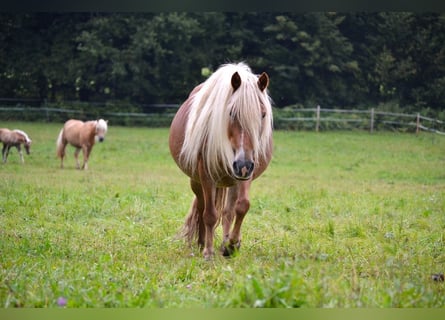 More ponies/small horses Mix, Mare, 10 years, 13,1 hh, Chestnut-Red