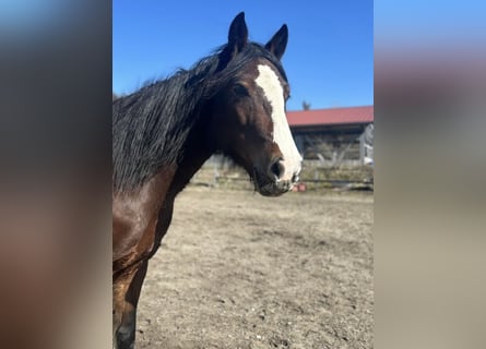 More ponies/small horses, Mare, 10 years, 14,1 hh, Brown