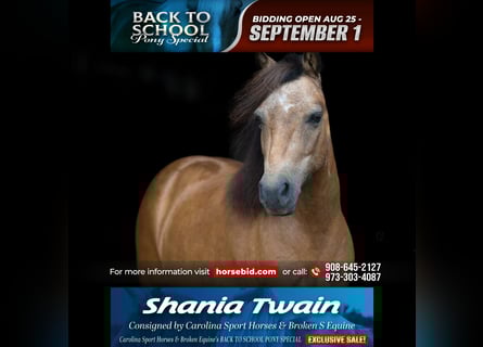 More ponies/small horses, Mare, 11 years, 10 hh, Buckskin