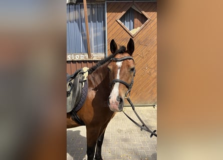 More ponies/small horses, Mare, 11 years, 13.1 hh, Brown