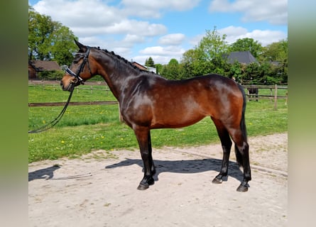 More ponies/small horses, Mare, 11 years, 14,1 hh, Brown