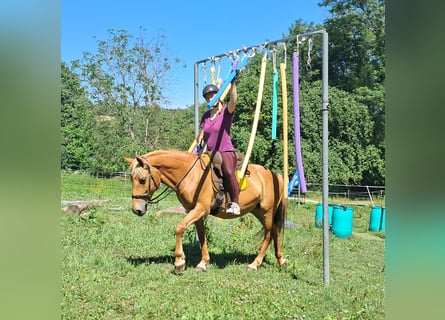 More ponies/small horses, Mare, 11 years, 14,1 hh, Chestnut-Red
