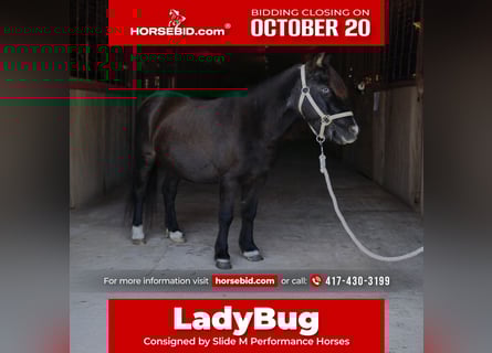 More ponies/small horses, Mare, 11 years, 9 hh, Black