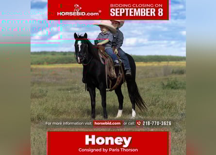 More ponies/small horses, Mare, 12 years, 12 hh, Black
