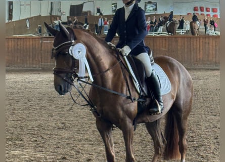 More ponies/small horses, Mare, 12 years, 14,2 hh, Chestnut