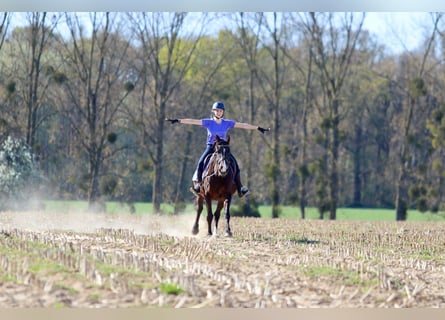 More ponies/small horses, Mare, 12 years, 15.1 hh, Brown