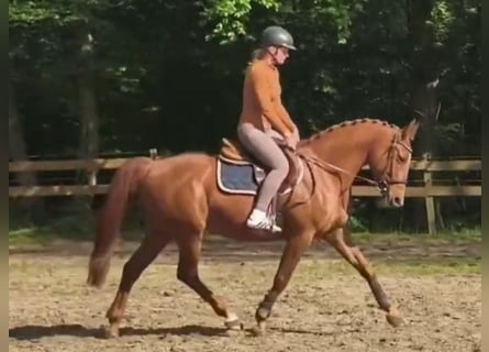 More ponies/small horses, Mare, 12 years, 15.1 hh, Chestnut-Red