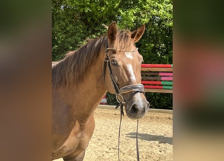 More ponies/small horses, Mare, 12 years, 15 hh, Chestnut-Red