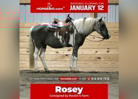 More ponies/small horses, Mare, 13 years, 12,1 hh