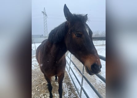 More ponies/small horses Mix, Mare, 13 years, 15 hh, Brown