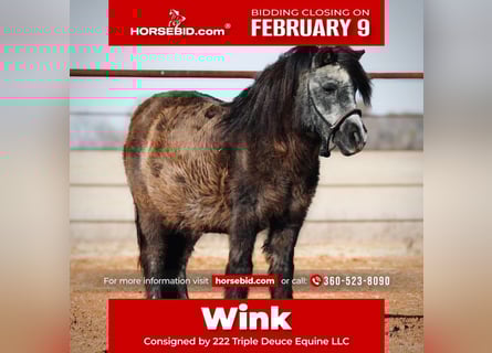 More ponies/small horses, Mare, 13 years, 9 hh, Black