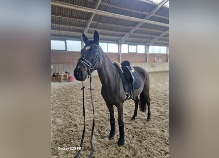 More ponies/small horses, Mare, 14 years, 14.2 hh, Black