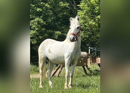 More ponies/small horses, Mare, 15 years, 11.2 hh, Grey