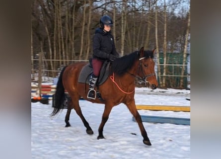 More ponies/small horses, Mare, 18 years, 14,1 hh, Brown