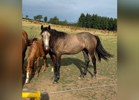 More ponies/small horses Mix, Mare, 1 year, 15.1 hh, Buckskin