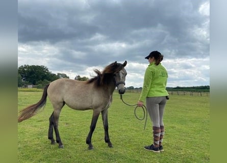 More ponies/small horses, Mare, 3 years, 11,2 hh, Brown Falb mold