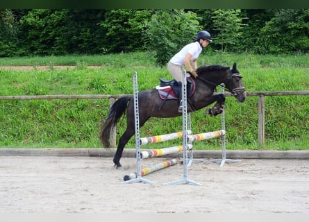 More ponies/small horses, Mare, 3 years, 14,1 hh, Gray
