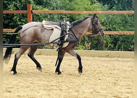 More ponies/small horses, Mare, 4 years, 11.1 hh, Grey-Red-Tan