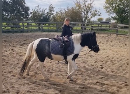 More ponies/small horses, Mare, 4 years, 11.2 hh, Pinto