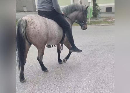 More ponies/small horses, Mare, 4 years, 12.2 hh, Roan-Bay