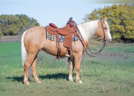 More ponies/small horses, Mare, 4 years, 13,1 hh, Palomino