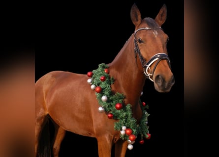 More ponies/small horses, Mare, 4 years, 14.3 hh, Brown