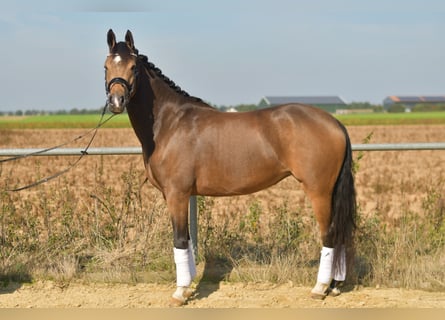 More ponies/small horses, Mare, 4 years, 14.3 hh, Brown Falb mold More ponies/small horses, Mare, 4 years, 14.3 hh, Brown Falb mold