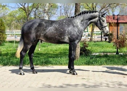 More ponies/small horses, Mare, 4 years, 14 hh, Grey