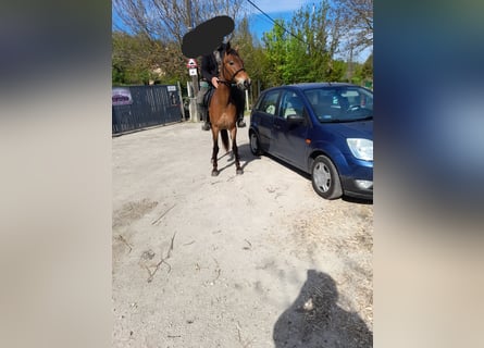 More ponies/small horses, Mare, 4 years, 14,2 hh, Brown
