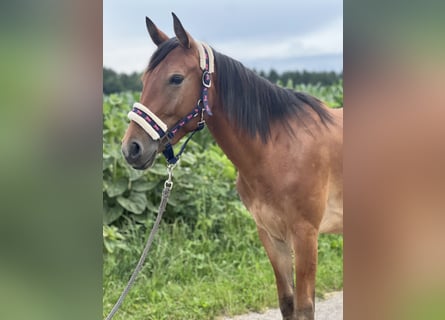 More ponies/small horses, Mare, 4 years, 14,2 hh, Brown