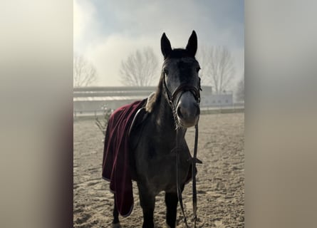 More ponies/small horses, Mare, 4 years, 14,2 hh, Grey