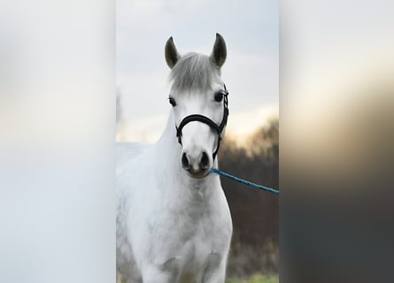 More ponies/small horses, Mare, 5 years, 13,1 hh, Grey