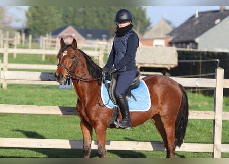 More ponies/small horses, Mare, 5 years, 13,2 hh, Brown