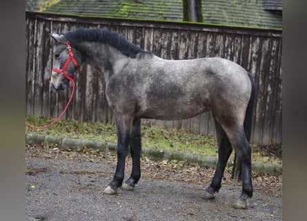 More ponies/small horses, Mare, 5 years, 13,3 hh, Grey-Red-Tan