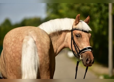More ponies/small horses, Mare, 5 years, 13,3 hh, Palomino