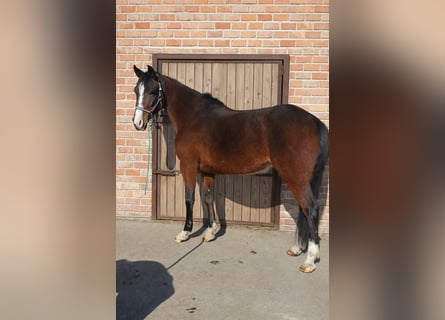 More ponies/small horses, Mare, 5 years, 14.2 hh, Brown