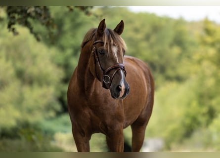 More ponies/small horses, Mare, 5 years, 14.2 hh, Chestnut