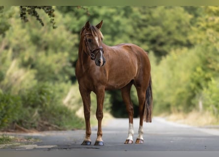 More ponies/small horses Mix, Mare, 5 years, 14.2 hh, Chestnut-Red