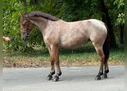 More ponies/small horses, Mare, 5 years, 14.2 hh, Roan-Red More ponies/small horses, Mare, 5 years, 14.2 hh, Roan-Red