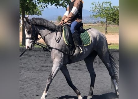 More ponies/small horses, Mare, 5 years, 14.3 hh, Gray