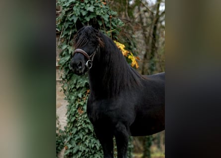 More ponies/small horses, Mare, 5 years, 14 hh, Black