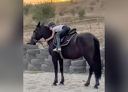 More ponies/small horses Mix, Mare, 5 years, 14,1 hh, Black