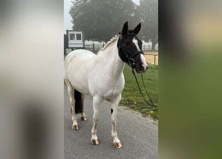 More ponies/small horses, Mare, 5 years, 14,1 hh, Pinto